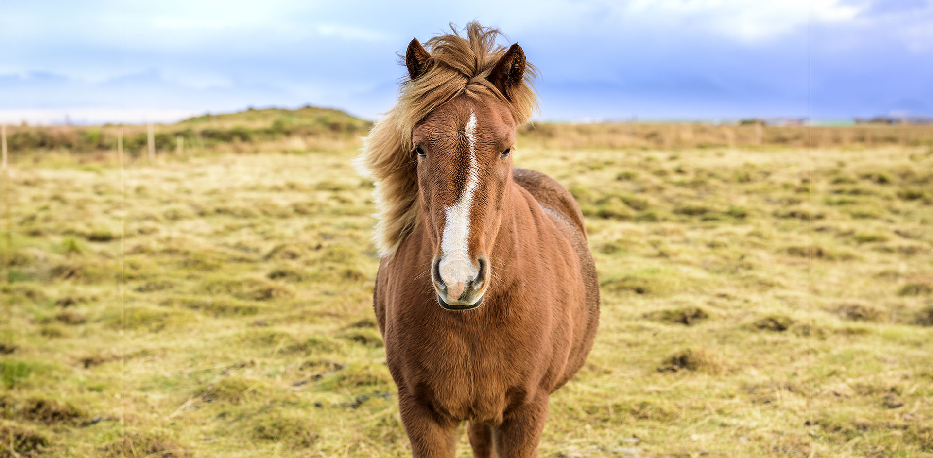 Image of Icelandic horse in a field artificially widened with Generative Fill in Photoshop.